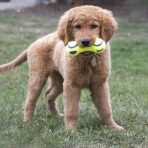 KONG Airdog Dumbbell Lifestyle 1024