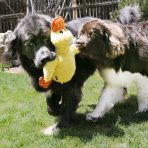 KONG Comfort Jumbo Duck Lifestyle 1024