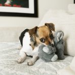 KONG Comfort Kiddo Elephant Small Lifestyle 1080px