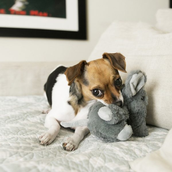 KONG Comfort Kiddo Elephant Small Lifestyle 1080px KONG Comfort Kiddo Elephant Small Lifestyle 1080px