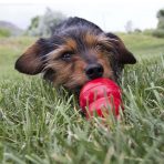 KONG Easy Treat Cheese Lifestyle 1024
