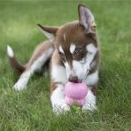 KONG Easy Treat Puppy Lifestyle 1024
