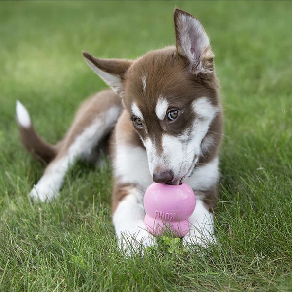 KONG Easy Treat Puppy Lifestyle 1024 KONG Easy Treat Puppy Lifestyle 1024