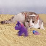 KONG Enchanted Buzzy Unicorn Cat Toy Lifestyle 1080px