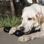 KONG Extreme Goodie Bone Med Lifestyle 1024