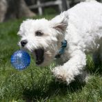 KONG Geodz Balls Large Lifestyle 1024