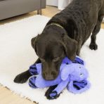 Chocolate lab on a white rug playing with Cute blue KONG plush elephant dog toy