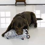 Chocolate Lab layed on the floor with Cute Grey KONG Gorilla plush dog toy in its mouth