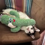 KONG Kickeroo Cactus Cat Toy Lifestyle 1080px
