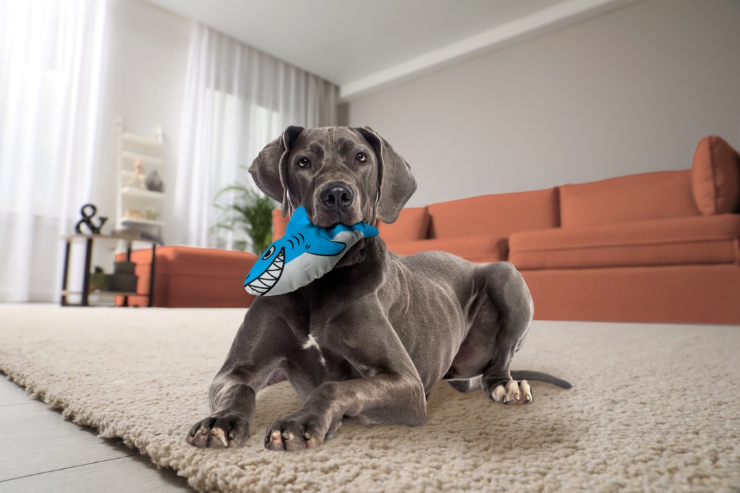 KONG Maxx Shark Medium - Image 3