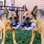 KONG Ogee Stick Large lifestyle 2GSD 1024