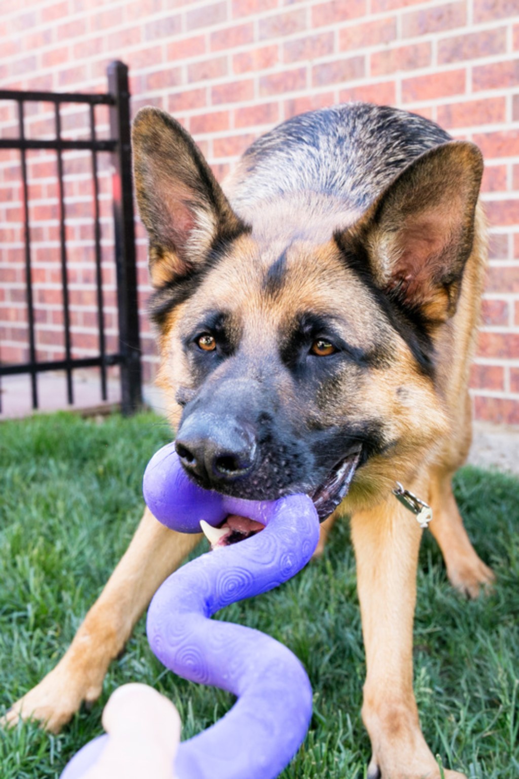 KONG Ogee Stick Medium - Image 8