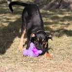 KONG Phatz Hippo Lifestyle2 1080px