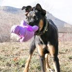 KONG Phatz Hippo Lifestyle3 1080px