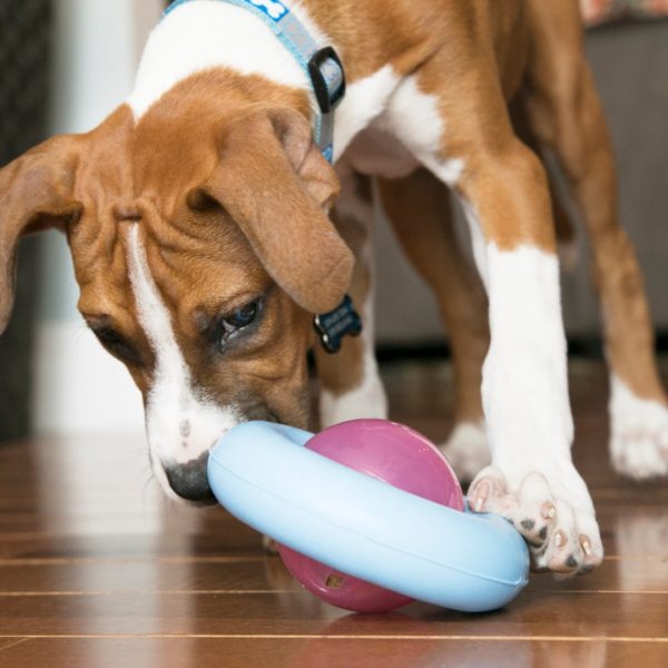 KONG Puppy Gyro Lifestyle 1080px KONG Puppy Gyro Lifestyle 1080px