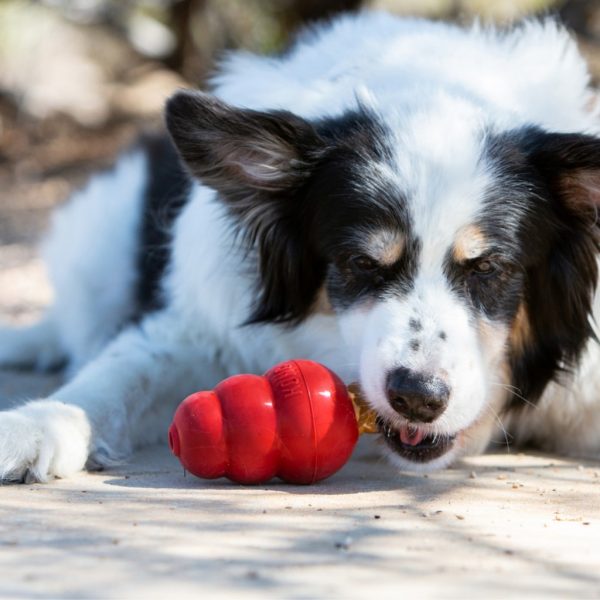 KONG Snacks Liver Small Lifestyle Dog 1024 KONG Snacks Liver Small Lifestyle Dog 1024