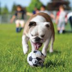 KONG Sport Balls Large Lifestyle 1024