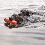 KONG Training Dummy Lifestyle 1080px