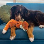 KONG Wild Low Stuff Fox Lifestyle 1080