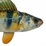 KONG Wild Shieldz Perch head Close Up 1080
