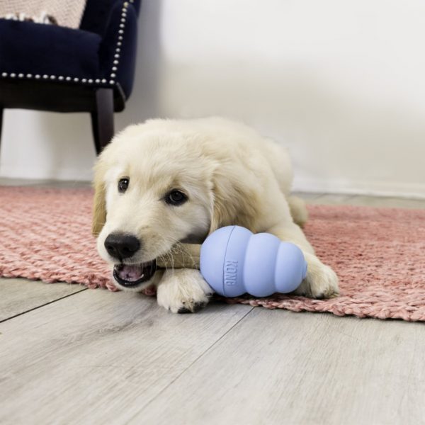 KONG Ziggies Puppy Lifestyle 1024 KONG Ziggies Puppy Lifestyle 1024