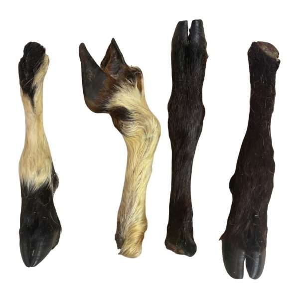 Paddock Farm Hairy Lamb Legs 1080px 4 Nova Dog Chews Hairy Lamb Legs on a plain white background