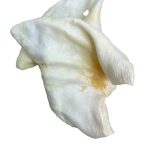 Puffed Pigs Ears Clean Background 1080px