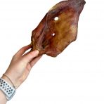 Hand holding an XL Sow ear