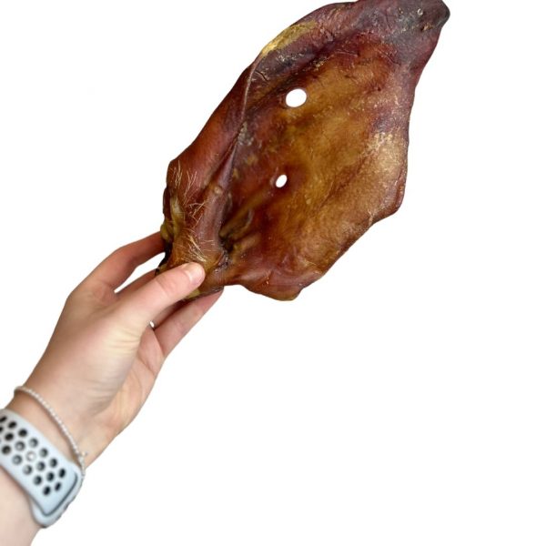 Sow-Pig-Ears-2 Hand holding an XL Sow ear