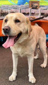 Thor the Goldador at MAH Pet Supplies Pop Up Shop In Clowne Derbyshire