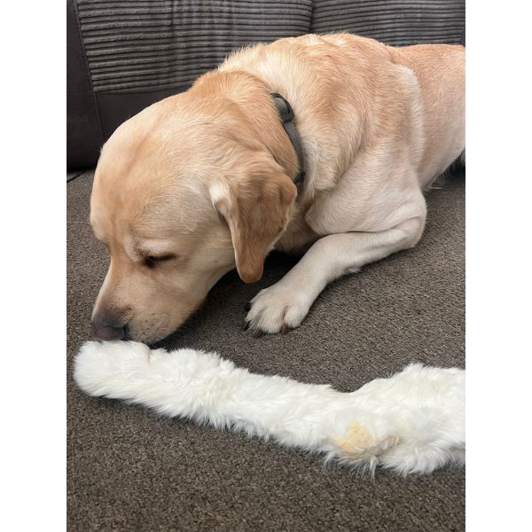 Thor the Goldador with XL Hairy Rabbit Skin 1080px Thor the Goldador with XL Hairy Rabbit Skin 1080px