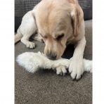 Thor the Goldador with XL Hairy Rabbit Skin between paws 1080px