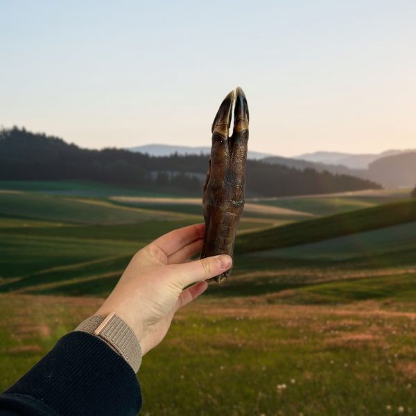 Wild Boar Trotters hand A person holding a large Wild Boar Trotter dog chew in their palm to show the size and scale of the treat - MAH Pet Supplies