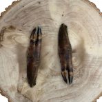 Close-up of a pair of textured Wild Boar Trotters resting on the bark of a rustic log - MAH Pet Supplies