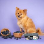 Yakers Blueberry Lifestyle 1080px