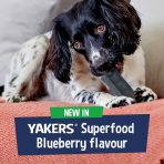 Spaniel chewing a blueberry flavoured chew, above a banner stating New In, Yakers Superfood Blueberry Flavour