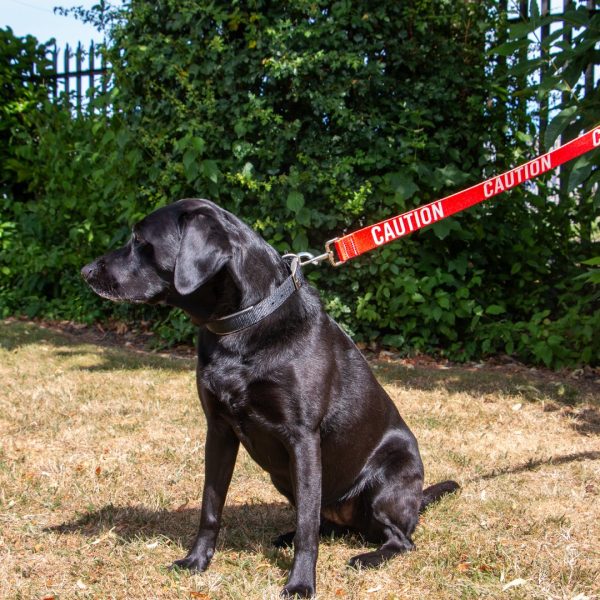 ancol-awareness-lead-caution-red-2 Black Labrador on the red Ancol Caution awareness lead