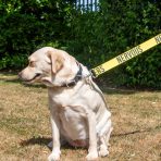 Yellow Labrador on the yellow Ancol Nervous awareness lead