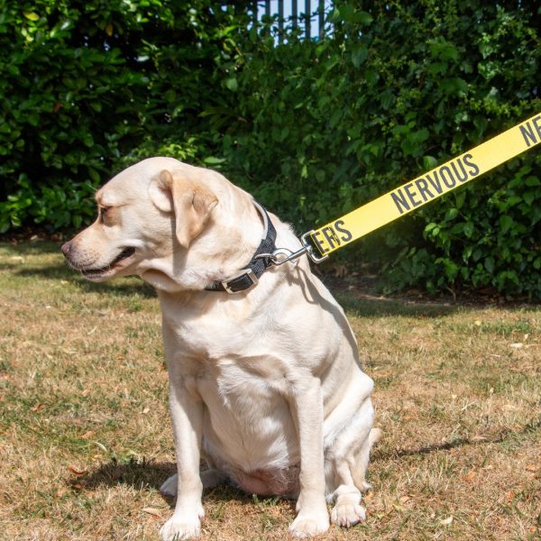 ancol-awareness-lead-nervous-yellow-2 Yellow Labrador on the yellow Ancol Nervous awareness lead