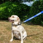 Yellow Labrador on the blue Ancol Training awareness lead
