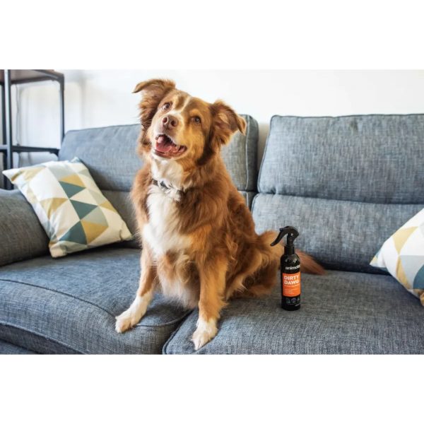 animology dirty dawg shampoo lifestyle 1080px dog looking at camera with animology dirty dawg spray shampoo bottle