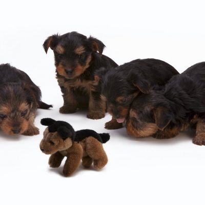 Puppy