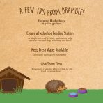 Brambles tips for feeding hedgehogs: create a feeding station, keep fresh water available and give them time