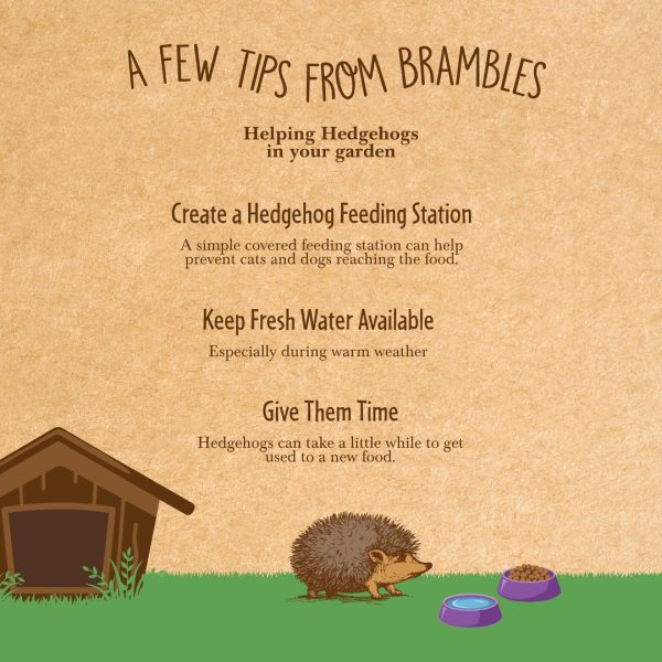 brambles-crunchy-hedgehog-food-4 Brambles tips for feeding hedgehogs: create a feeding station, keep fresh water available and give them time