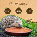 Hedgehog drinking from a dish of water with Brambles badges: formulated for wildlife, rescue endorsed and no added sugar