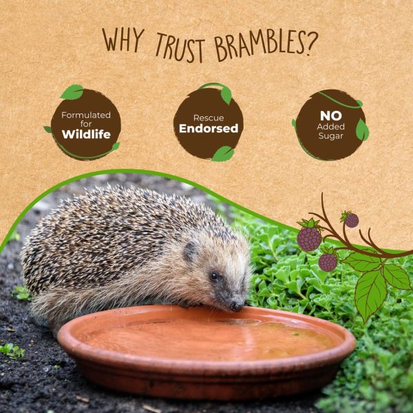 brambles-crunchy-hedgehog-food-5 Hedgehog drinking from a dish of water with Brambles badges: formulated for wildlife, rescue endorsed and no added sugar
