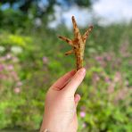 chicken-feet-3