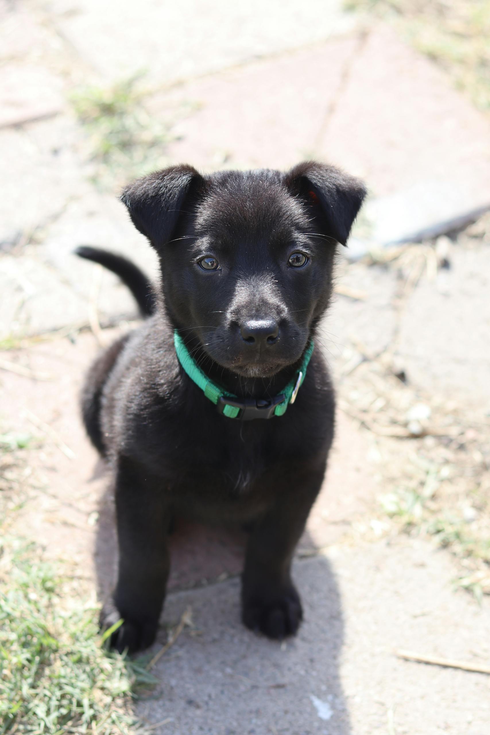Cute black puppy with green collar sitting on pavement outdoors in daylight.
