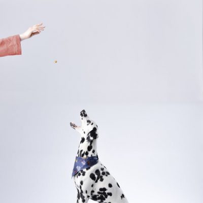 Training & Obedience