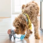 Fluffy golden dog sniffing the grey and pink KONG Bendeez Elephant on a wooden floor